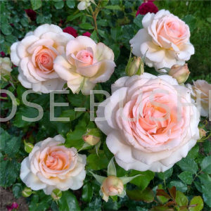 ������ �����. Chandos Beauty. (��)